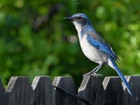 ScrubJay.jpg