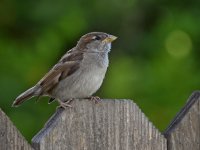 Sparrow4.jpg