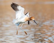 AvocetLanding-186.jpg