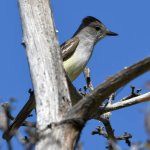 Flycatcher4.jpg