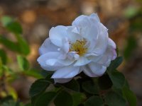 Rose3.jpg