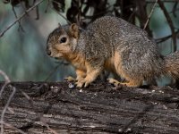 Squirrel.jpg