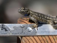 Lizard2.jpg