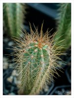 spikes-1.jpg