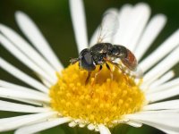 Hoverfly5.jpg