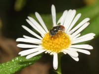 Hoverfly.jpg
