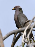 Pigeon.jpg