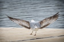 _5DX0254 low res.jpg