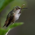 Hummer10.jpg