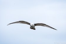 _5DX0250 low res.jpg