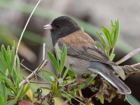 Junco3.jpg