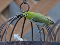 WhiteEye.jpg
