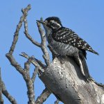 Woodpecker2.jpg