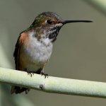 Hummer10.jpg