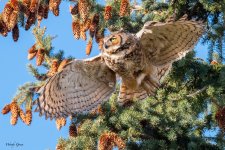 OwlTakeoff-186.jpg