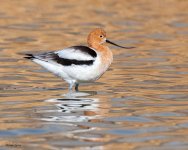 Avocet-188.jpg