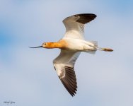 AvocetFlight-188.jpg