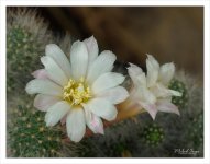 diff-blossom-3.jpg