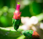 flower.jpg