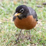 Robin2.jpg