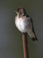 Swallow2.jpg