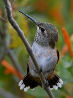 Hummer33.jpg
