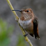 Hummer49.jpg