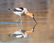 Avocet-189.jpg