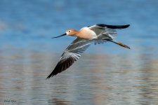 AvocetFlight-189.jpg