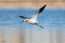 AvocetFlight-190.jpg