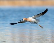 AvocetFlight-191.jpg