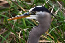 BlueHeron.jpg