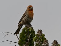Finch.jpg