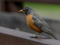 Robin4.jpg