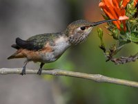 Hummer9.jpg