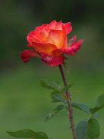 Rose.jpg