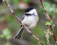 Chickadee-190.jpg