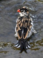Whydah3.jpg