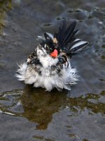 Whydah5.jpg