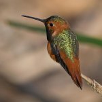 Hummer.jpg