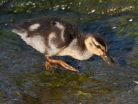 Duckling.jpg