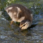 Duckling2.jpg