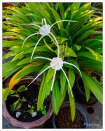 spider-lili-1.jpg
