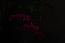 Bleeding Hearts no flash (1 of 1).jpg