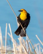 YellowHBB -190.jpg
