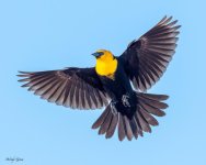 YellowHBB-190.jpg