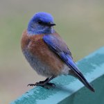 Bluebird2.jpg