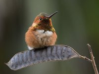 Hummer3.jpg