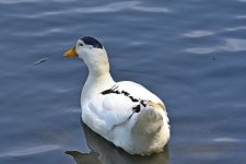 Z50_0059_LSh_cr_sm.jpg