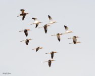 AvocetSquadron-191.jpg